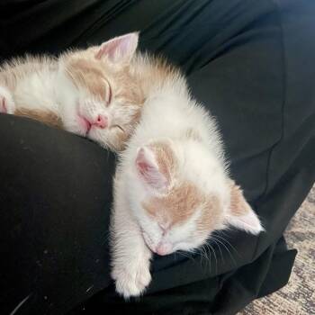 Baby Paprika -  Domestic Short Hair Cat for Adoption in Los Angeles, California - Baby Paprika | PetCurious