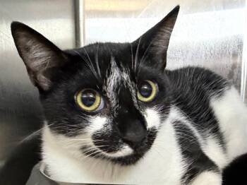 PEARL -  Domestic Short Hair Cat for Adoption in Santa Rosa, California - PEARL | PetCurious