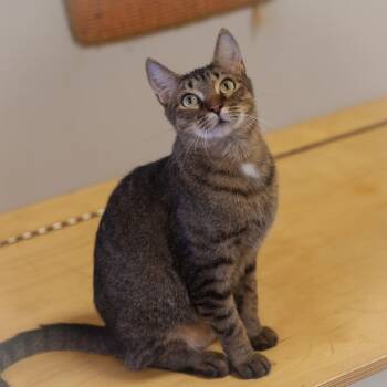Rescue Domestic Short Hair Cats for Adoption in St. Augustine, Florida - Thema | PetCurious
