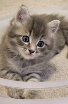 Cadfael -  Domestic Medium Hair Cat for Adoption in Sidney, British Columbia - Cadfael | PetCurious