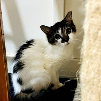 Rescue Domestic Short Hair Cats for Adoption in Sarasota, Florida - Pugsley | PetCurious