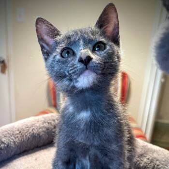 Rescue Domestic Short Hair Cats for Adoption in Boerne, Texas - Barbie | PetCurious