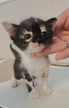 Rescue Domestic Short Hair Cats for Adoption in Houston, Texas - SMORES | PetCurious