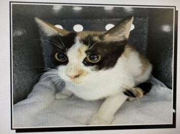 Sea Star -  Domestic Short Hair Cat for Adoption in Daytona Beach, Florida - Sea Star | PetCurious