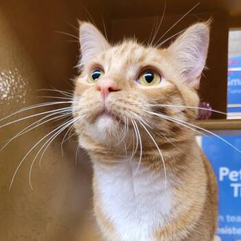 Luka -  Domestic Short Hair Cat for Adoption in Mokena, Illinois - Luka | PetCurious