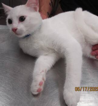 Downy(626) -  Domestic Short Hair Cat for Adoption in Marietta, Georgia - Downy(626) | PetCurious