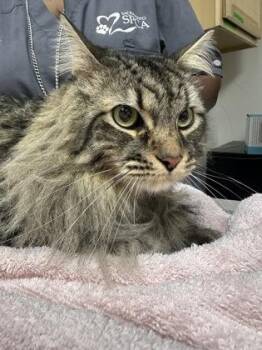 Simba -  Domestic Short Hair Cat for Adoption in Sacramento, California - Simba | PetCurious