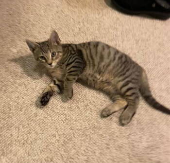 Rescue Domestic Short Hair Cats for Adoption in Greenville, Delaware - Pumpkin, Willow Grove Area, (FCID 11/04/2025-142) | PetCurious