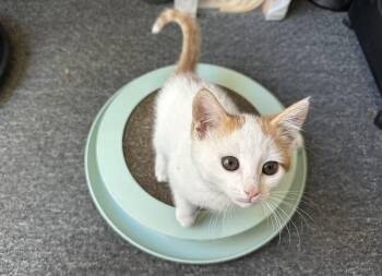Shawn -  Domestic Short Hair Cat for Adoption in Lancaster, California - Shawn | PetCurious