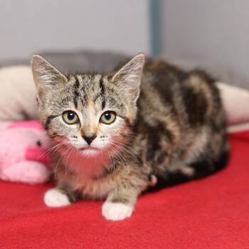 Thistle -  Domestic Short Hair Cat for Adoption in Evansville, Indiana - Thistle | PetCurious