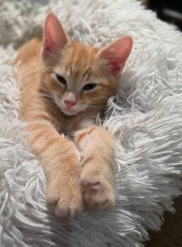 Walas -  Domestic Short Hair Cat for Adoption in Terrebonne, Quebec - Walas | PetCurious