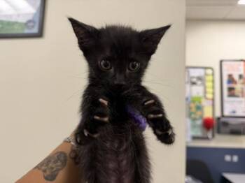MARK -  Domestic Short Hair Cat for Adoption in Doral, Florida - MARK | PetCurious