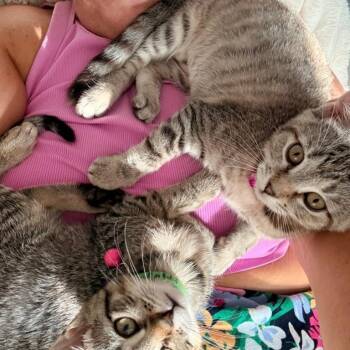 Buttercream (Birthday Cupcakes) -  Domestic Short Hair Cat for Adoption in Charlotte, North Carolina - Buttercream (Birthday Cupcakes) | PetCurious