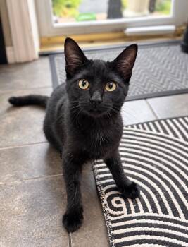 Melissa -  Domestic Short Hair Cat for Adoption in Skyline, Minnesota - Melissa | PetCurious