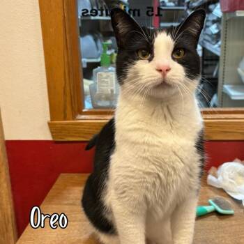 Domestic Short Hair Cats Available for Adoption in Janesville, Wisconsin - Oreo (bonded With Callie)  | PetCurious