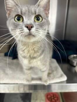 Suzie Cute -  Domestic Short Hair Cat for Adoption in Greensboro, North Carolina - Suzie Cute | PetCurious