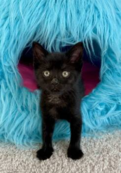 Rescue Domestic Short Hair Cats for Adoption in Raleigh, North Carolina - Adobo | PetCurious