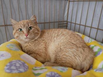 Domestic Short Hair Cats Available for Adoption - Biscuit | PetCurious