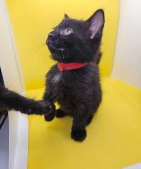 Domestic Short Hair Cats Available for Adoption in North Babylon, New York - Cleo | PetCurious