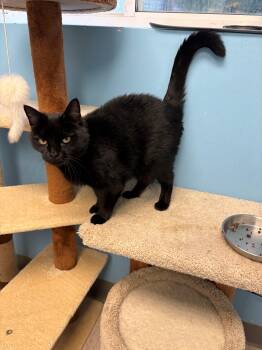 Persephone -  Domestic Short Hair Cat for Adoption in Kingston, Massachusetts - Persephone | PetCurious
