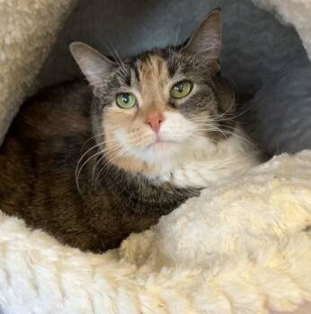 bad D -  Domestic Short Hair Cat for Adoption in Parma, Ohio - Bad D | PetCurious