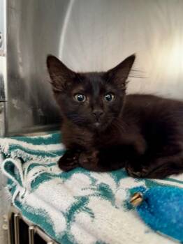 CELINE -  Domestic Short Hair Cat for Adoption in Fremont, California - CELINE | PetCurious