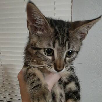 Rescue Domestic Short Hair Cats for Adoption in San Antonio, Texas - Anna | PetCurious