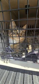 BeeMo (BMO) -  Domestic Long Hair Cat for Adoption in Kinston, North Carolina - BeeMo (BMO) | PetCurious
