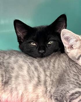 Juniper -  Domestic Short Hair Cat for Adoption in Novato, California - Juniper | PetCurious