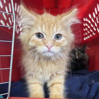 Cudjoe -  Domestic Medium Hair Cat for Adoption in Mentor, Ohio - Cudjoe | PetCurious