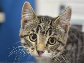 Tomato -  Domestic Short Hair Cat for Adoption in Portland, Oregon - Tomato | PetCurious