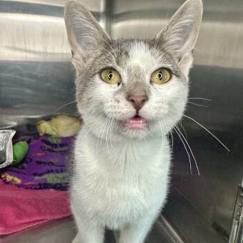 Wreck It Ralph -  Domestic Short Hair Cat for Adoption in Matteson, Illinois - Wreck It Ralph | PetCurious