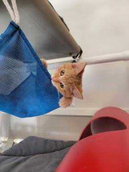 Miss Piggy -  Domestic Short Hair Cat for Adoption in Fergus Falls, Minnesota - Miss Piggy | PetCurious