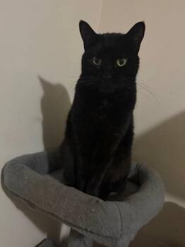 Domestic Short Hair Cats Available for Adoption in Burnaby, British Columbia - Saffron | PetCurious