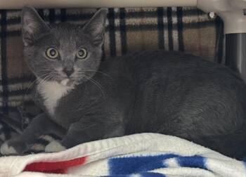 ALLAN -  Domestic Short Hair Cat for Adoption in Palo Alto, California - ALLAN | PetCurious