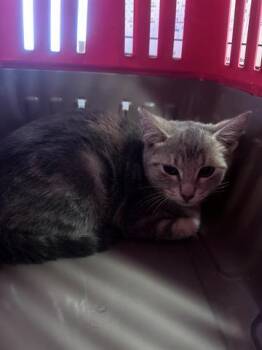 Domestic Short Hair Cats Available for Adoption - MERLIN | PetCurious