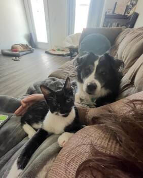 Rescue Domestic Short Hair Cats for Adoption in Charlotte, North Carolina - Betsy | PetCurious