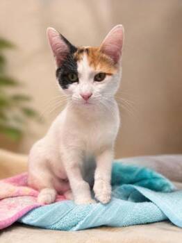 Macaroni -  Domestic Medium Hair Cat for Adoption in Orland Hills, Illinois - Macaroni | PetCurious