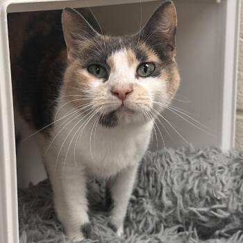 Julia -  Domestic Short Hair Cat for Adoption in Rocky Mount, Virginia - Julia | PetCurious