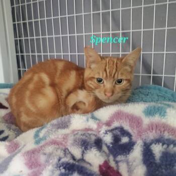 Domestic Short Hair Cats Available for Adoption - Spencer | PetCurious