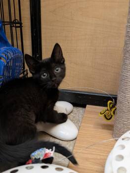Domestic Short Hair Cats Available for Adoption in Albuquerque, New Mexico - Niamh | PetCurious