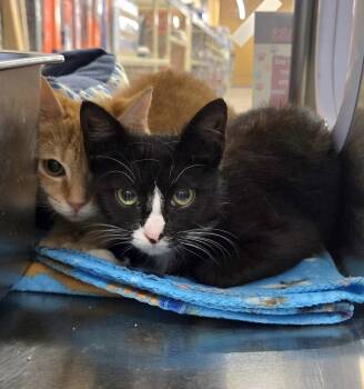 Domestic Short Hair Cats Available for Adoption in Hazlet, New Jersey - Dori | PetCurious