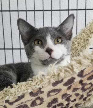 0928-2620 -  Domestic Short Hair Cat for Adoption in Turlock, California - 0928-2620 | PetCurious