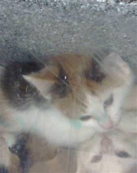 Domestic Long Hair Cats Available for Adoption in Dallas, Texas - MINA | PetCurious