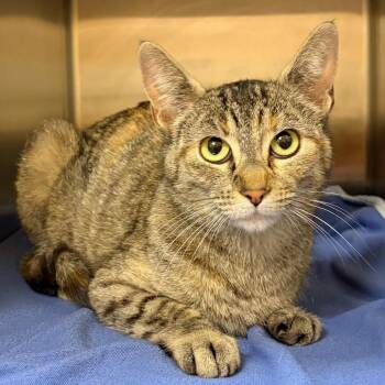 Stray 06/19/26 A64859 -  Domestic Short Hair Cat for Adoption in Keizer, Oregon - Stray 06/19/26 A64859 | PetCurious