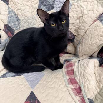 Batrice -  Domestic Short Hair Cat for Adoption in Logan, Ohio - Batrice | PetCurious