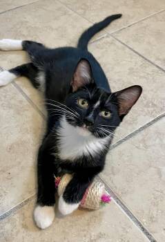 Java (foster raised with dogs) -  Tuxedo Cat for Adoption in Lacon, Illinois - Java (foster Raised With Dogs) | PetCurious