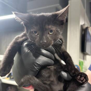 Storm -  Domestic Short Hair Cat Available for Adoption in Tampa, Florida - Storm | PetCurious