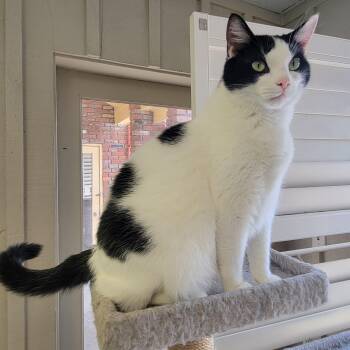 Ollie and Alfie -  Domestic Short Hair Cat for Adoption in Memphis, Tennessee - Ollie And Alfie | PetCurious