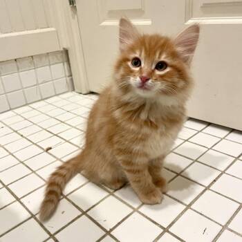 Pickles -  Domestic Short Hair Cat for Adoption in Hailey, Idaho - Pickles | PetCurious